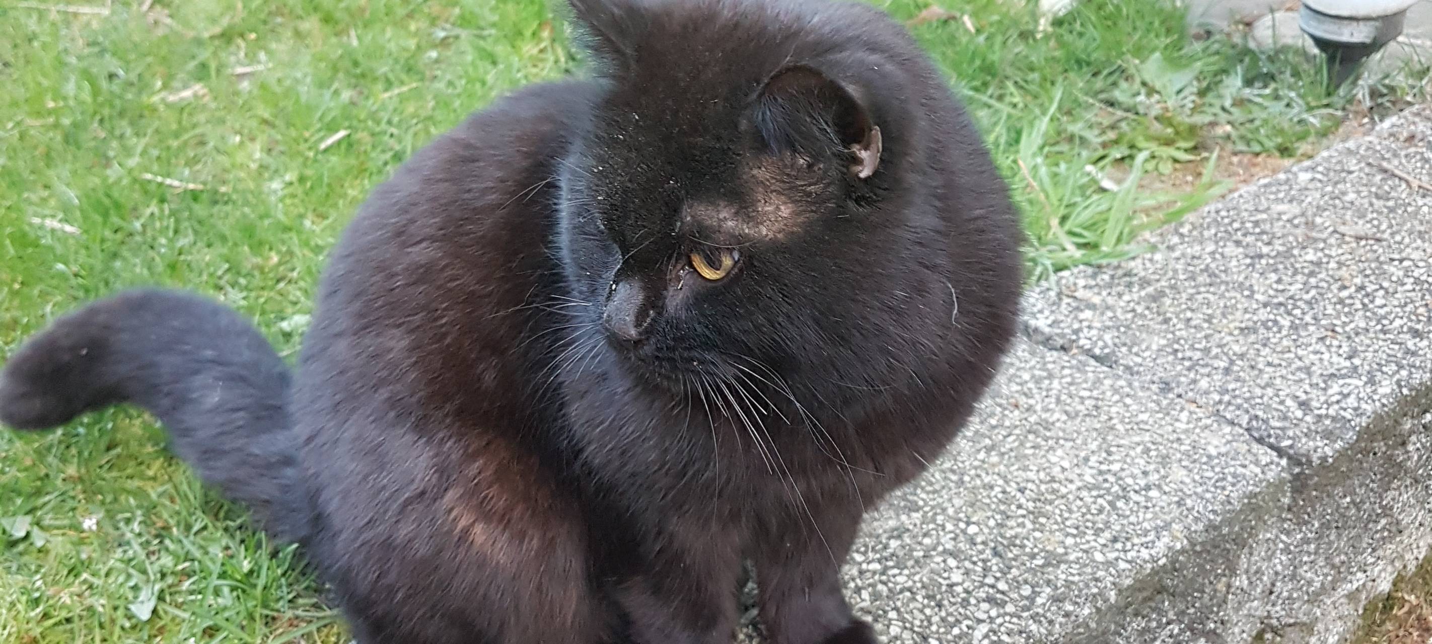 Verletzter schwarzer Kater in Solingen zugelaufen