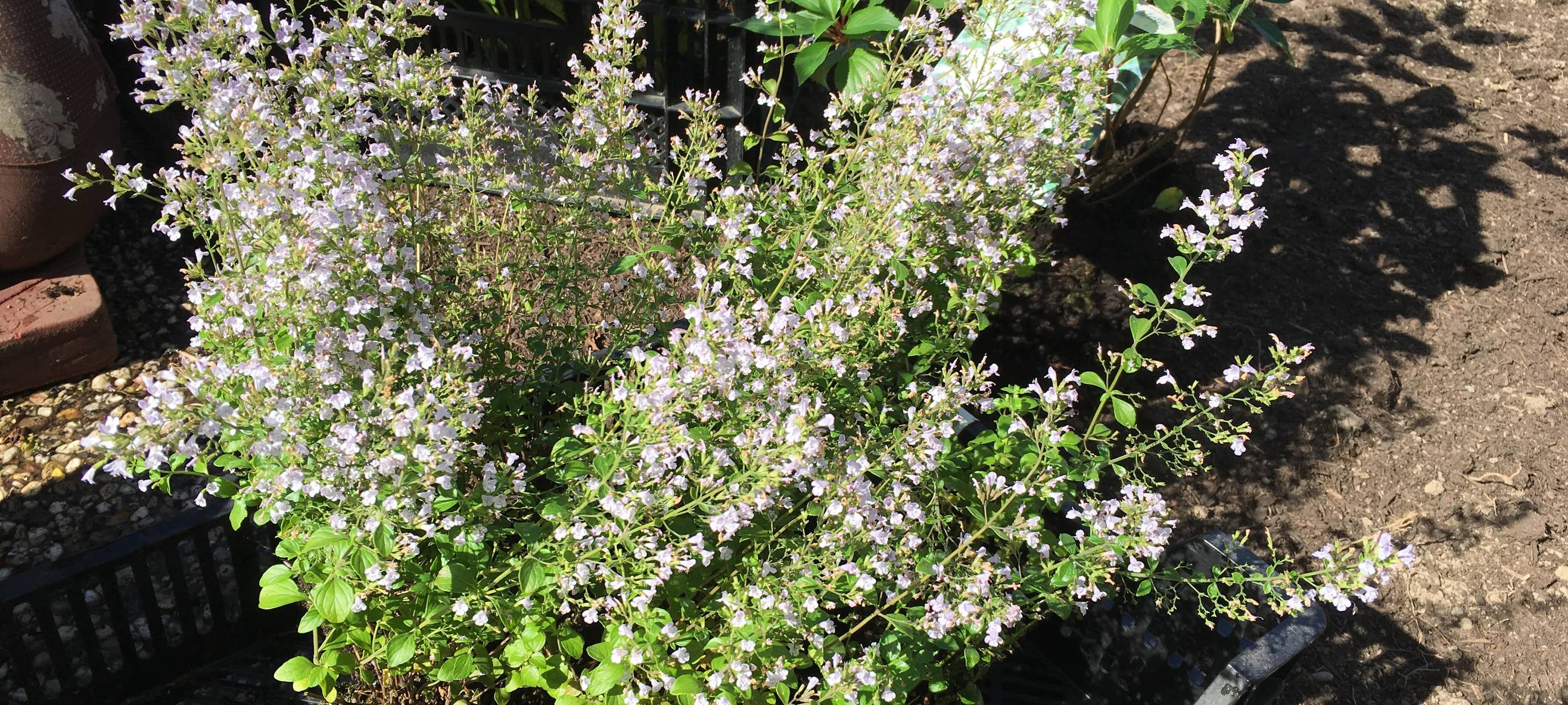 Der insektenfreundliche Garten