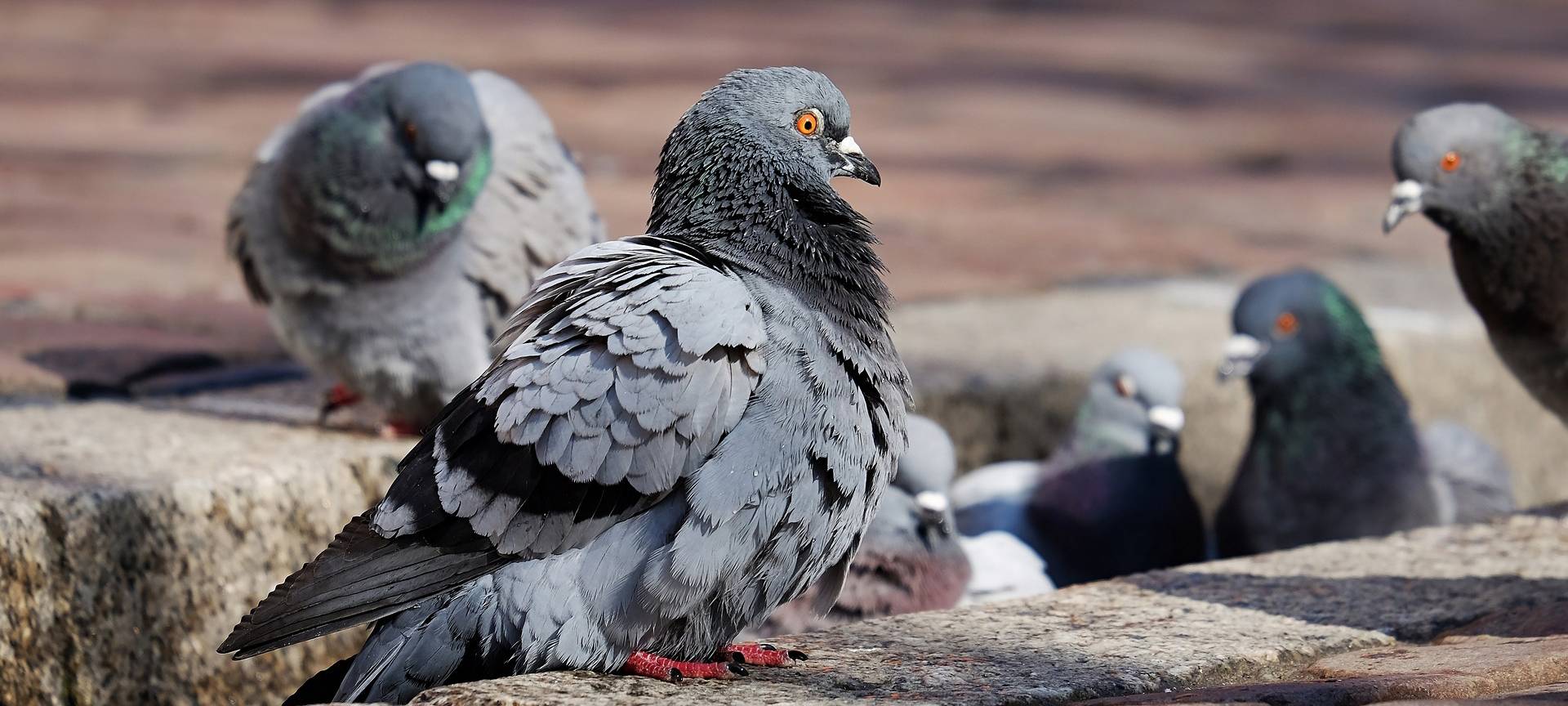 Taubenhaus am Solinger Hofgarten soll kommen