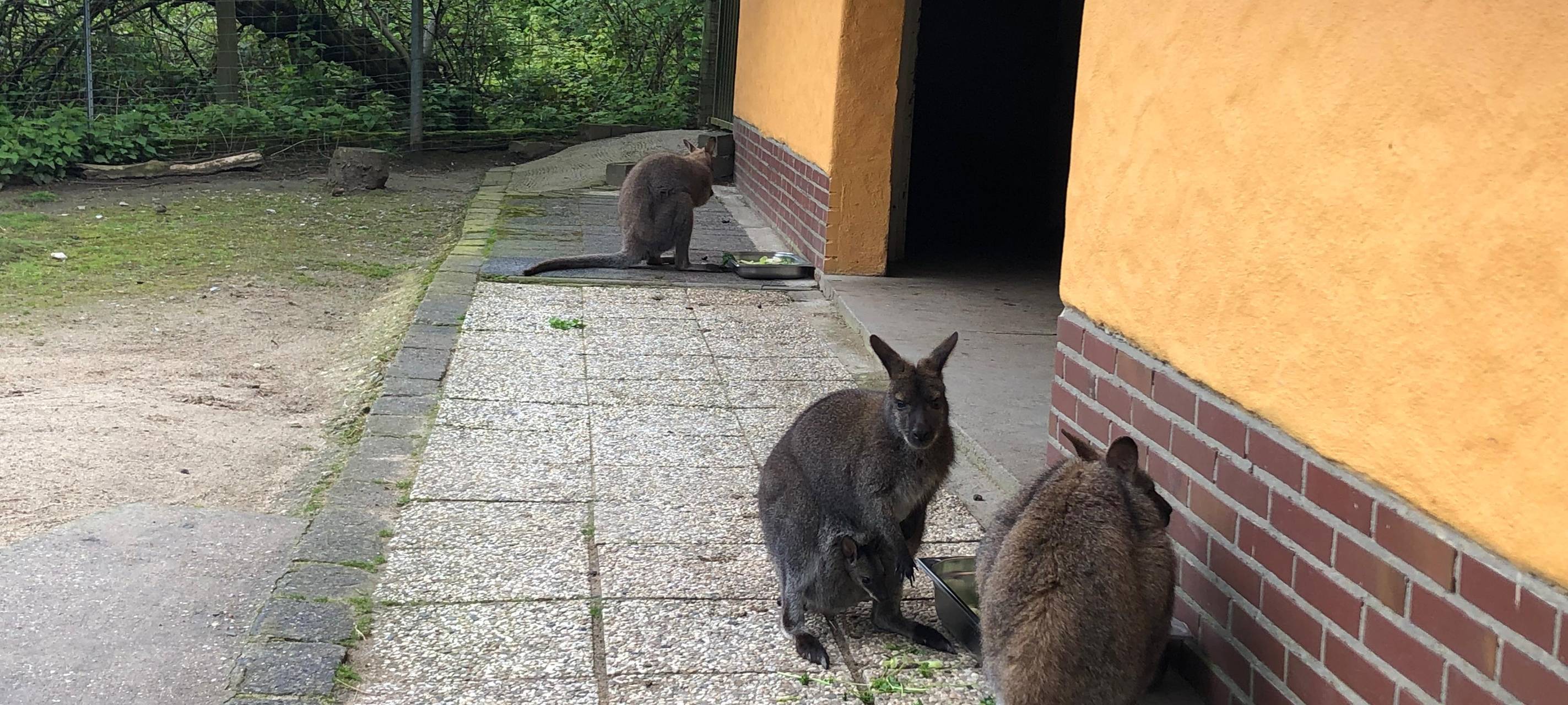 Fauna Kängurus warscheinlich durch Menschen getötet