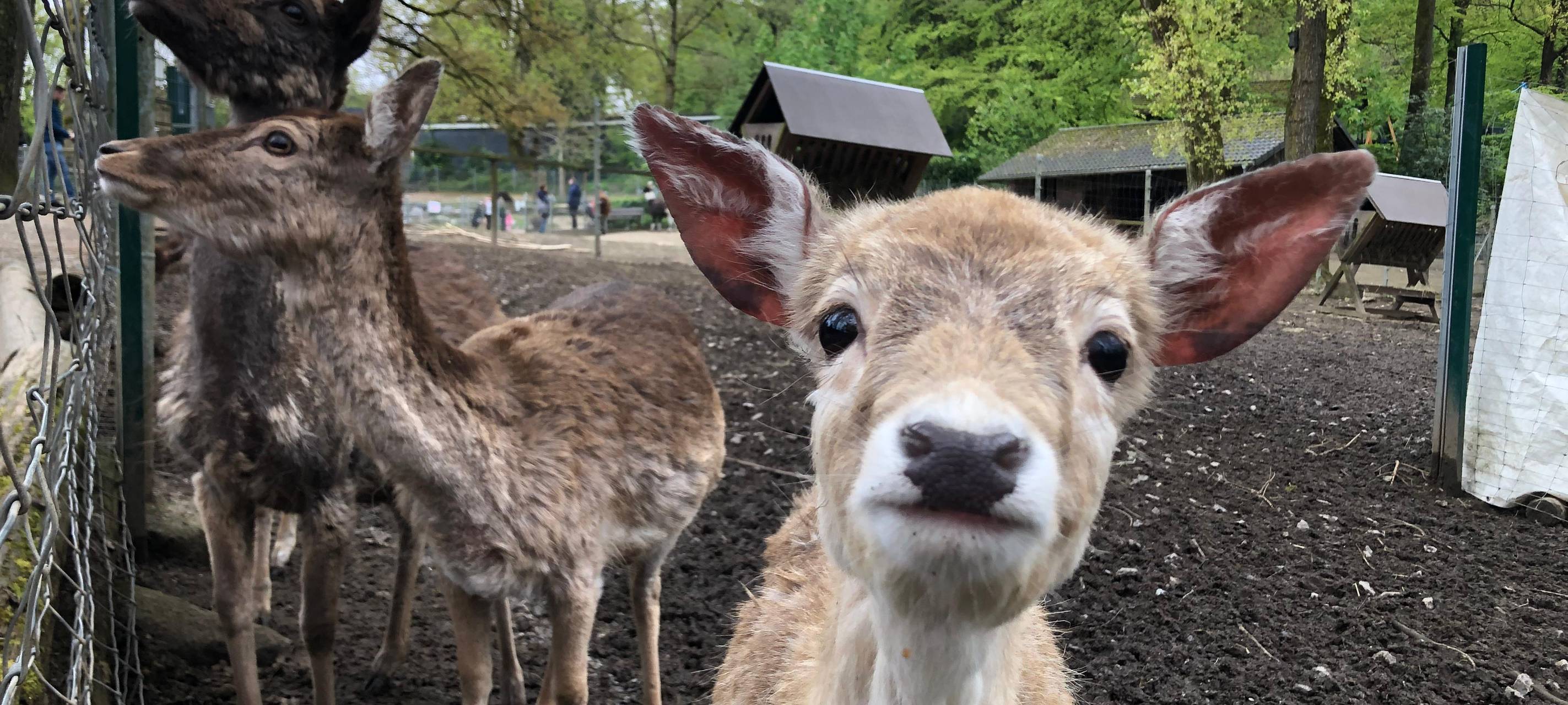 Tierpark Fauna kann Spielplatz barrierefrei umbauen