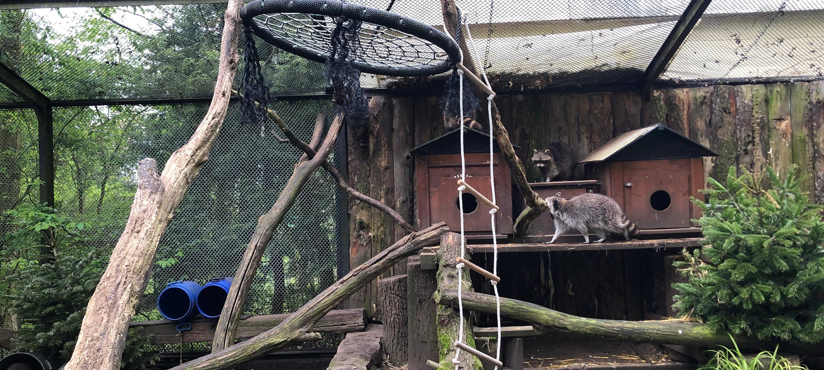Waschbären in Solinger Fauna in neuem Zuhause