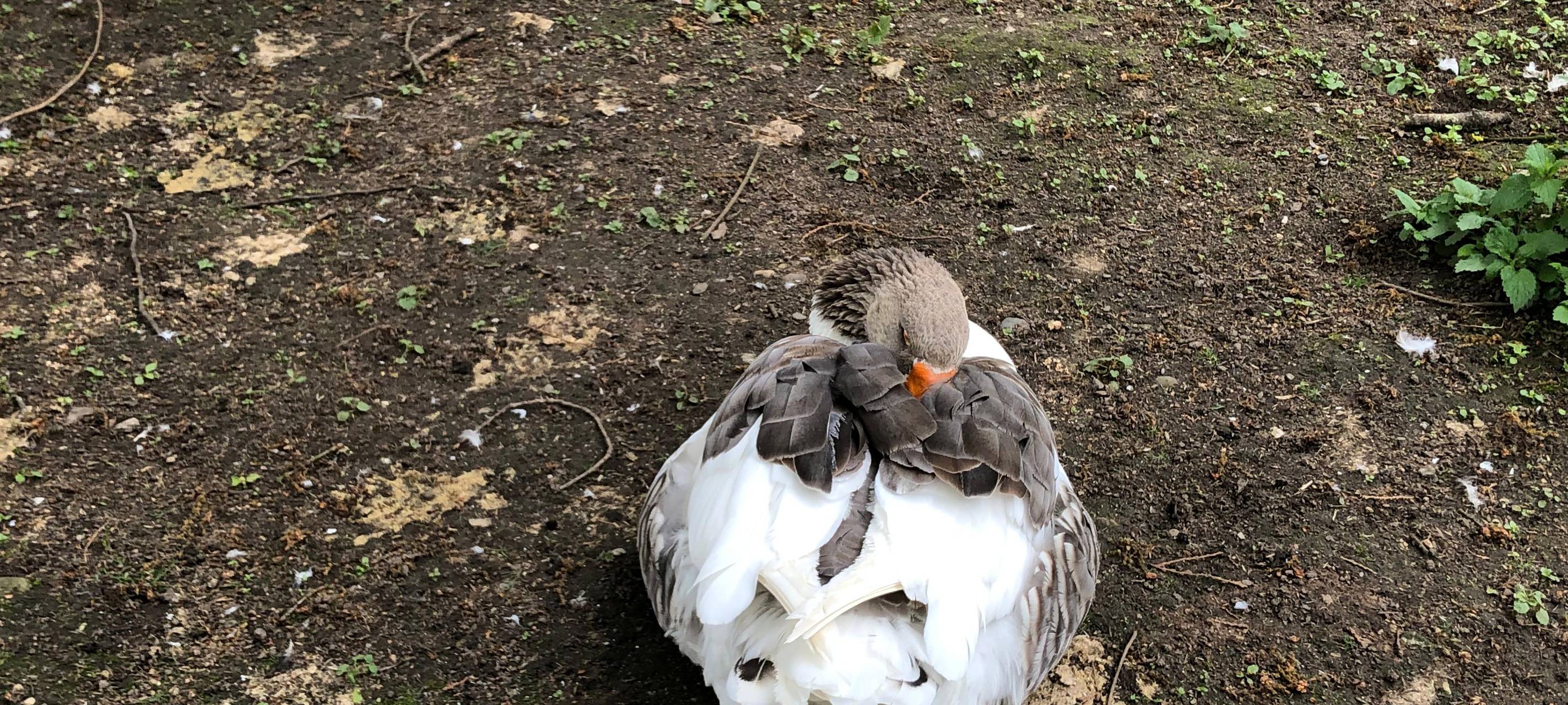 Geflügelpest im Bergischen Städtedreieck nachgewiesen