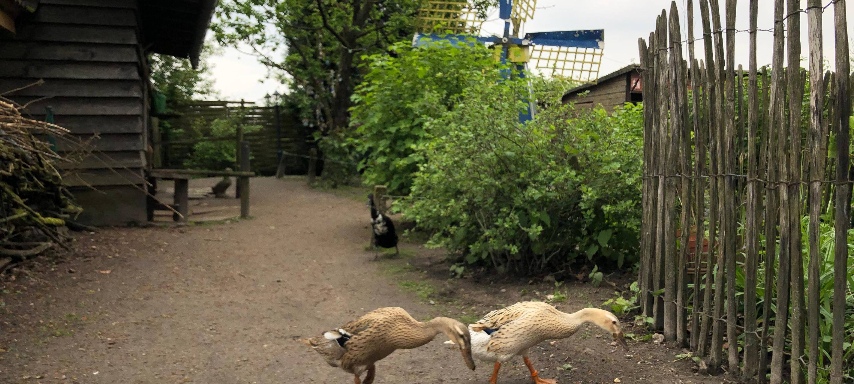 Vogelgrippe: Vogelpark & Fauna ergreifen Vorsichtsmaßnahmen