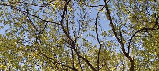 Maibäume in Remscheid zu kaufen