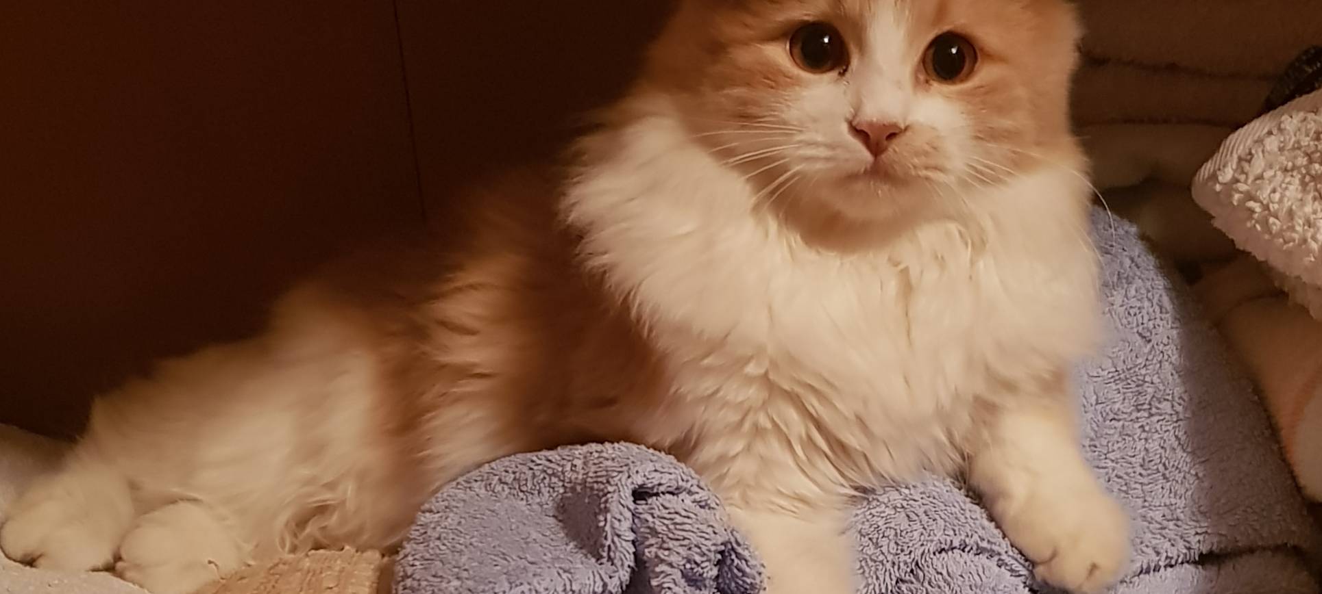 Kater "Toprak" in Solingen Ohligs vermisst