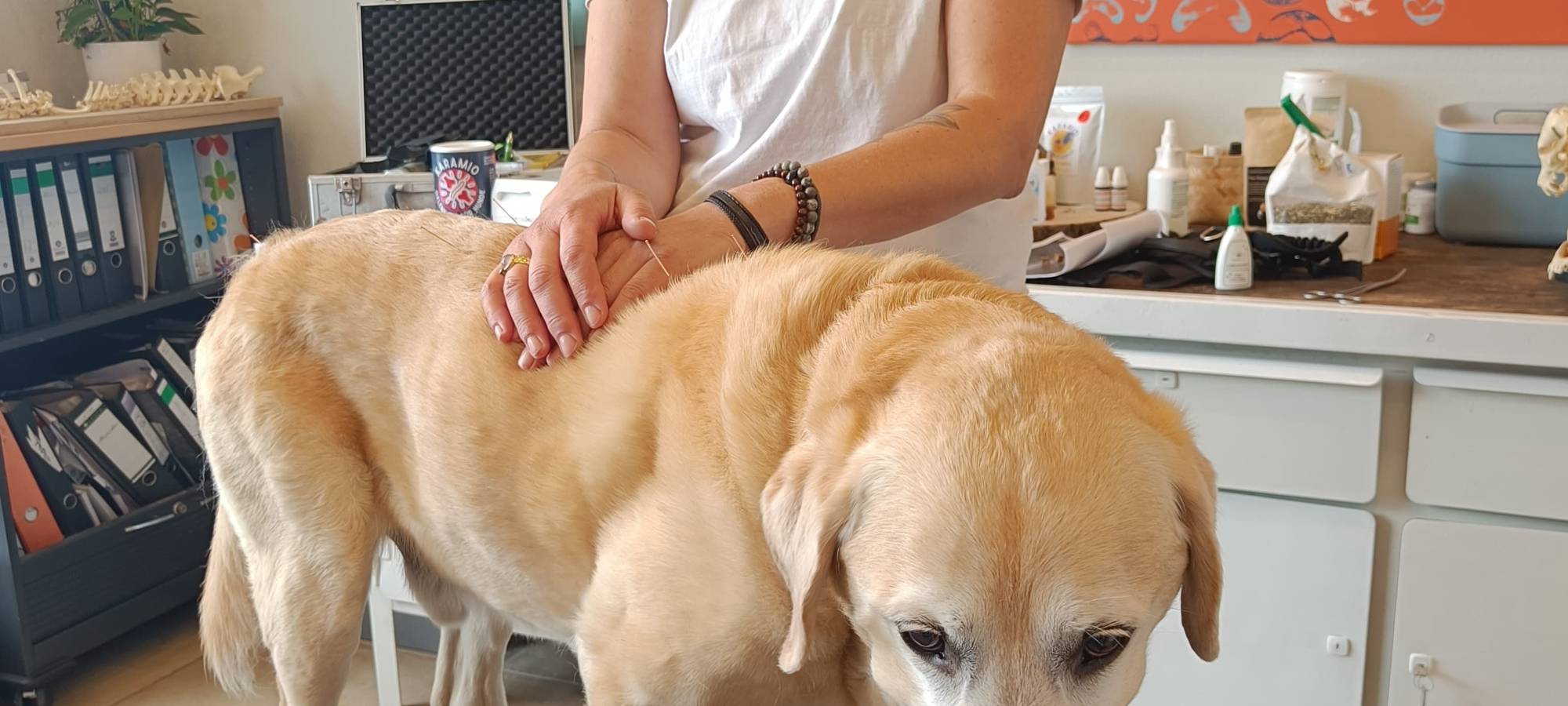Akupunktur für Hunde?