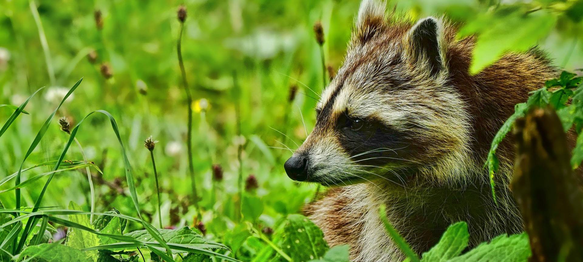 Neue Jagd-Strategie gegen Waschbärproblem in Remscheid