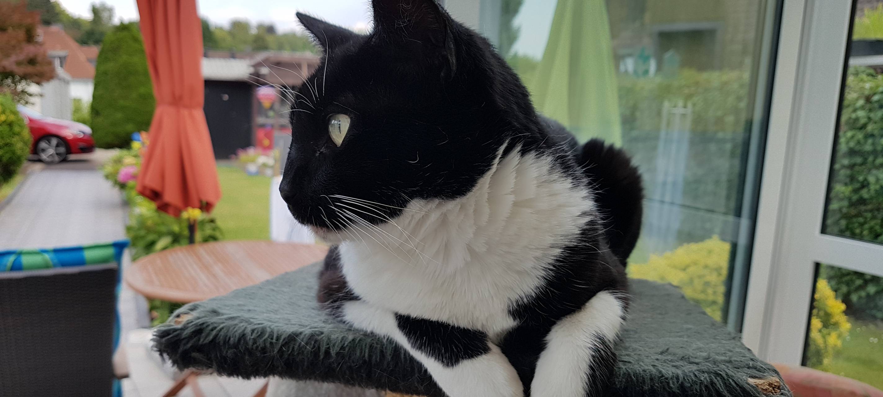Katze Micky in Solingen Höhscheid vermisst