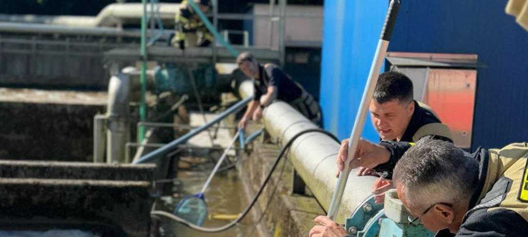 Die Feuerwehr hat eine Entenfamilie in Solingen gerettet