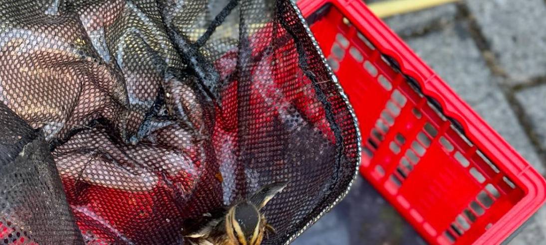 Die Feuerwehr hat eine Entenfamilie in Solingen gerettet