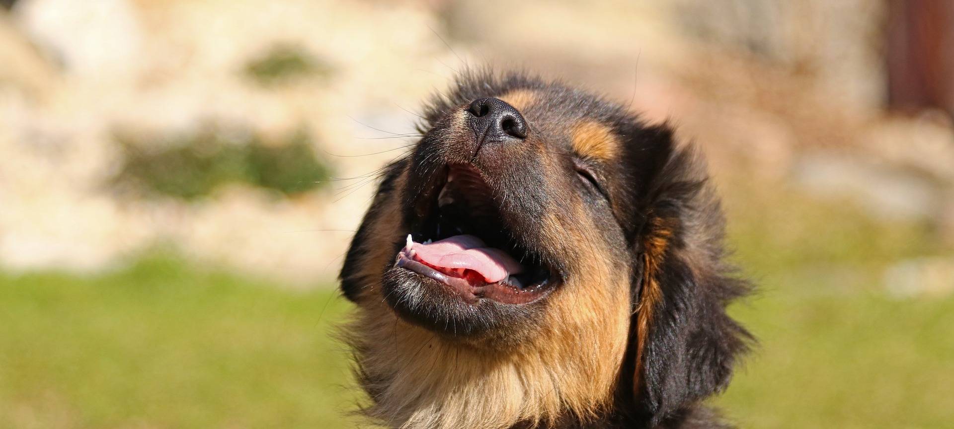 Hohe Hundesteuer in Remscheid und Solingen