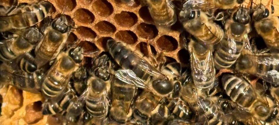 Luis (13) ist Solingens jüngster Imker