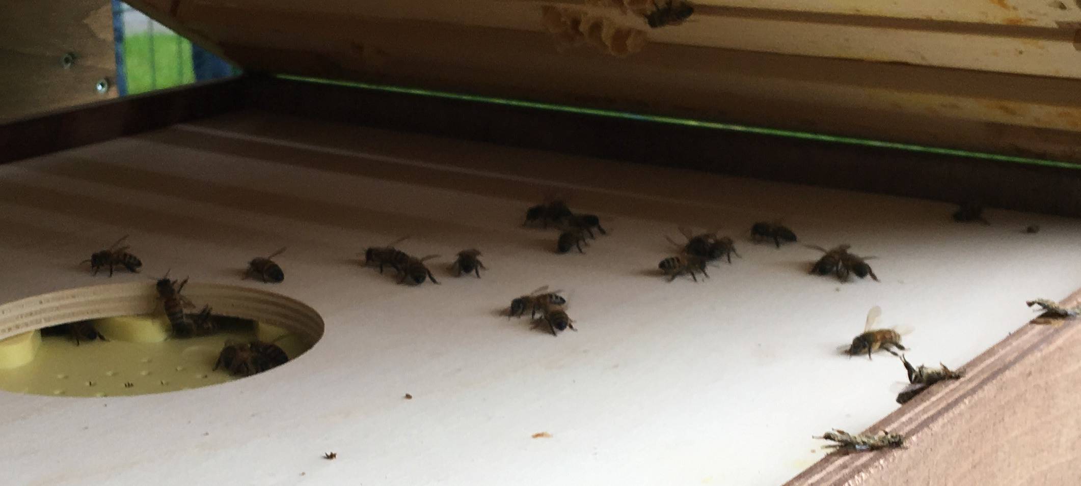 Die Knast-Bienen aus Remscheid