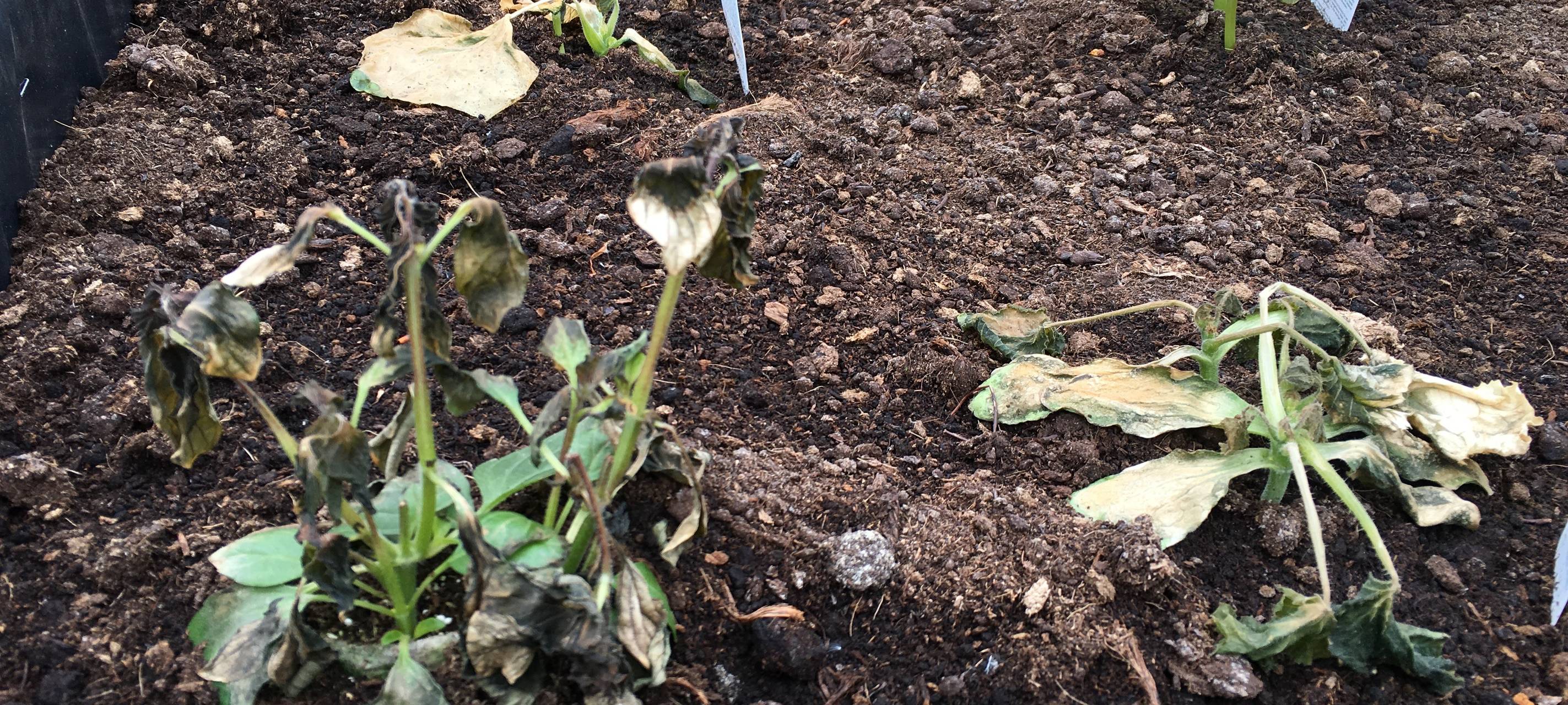 Die Frostschäden in Claras Garten