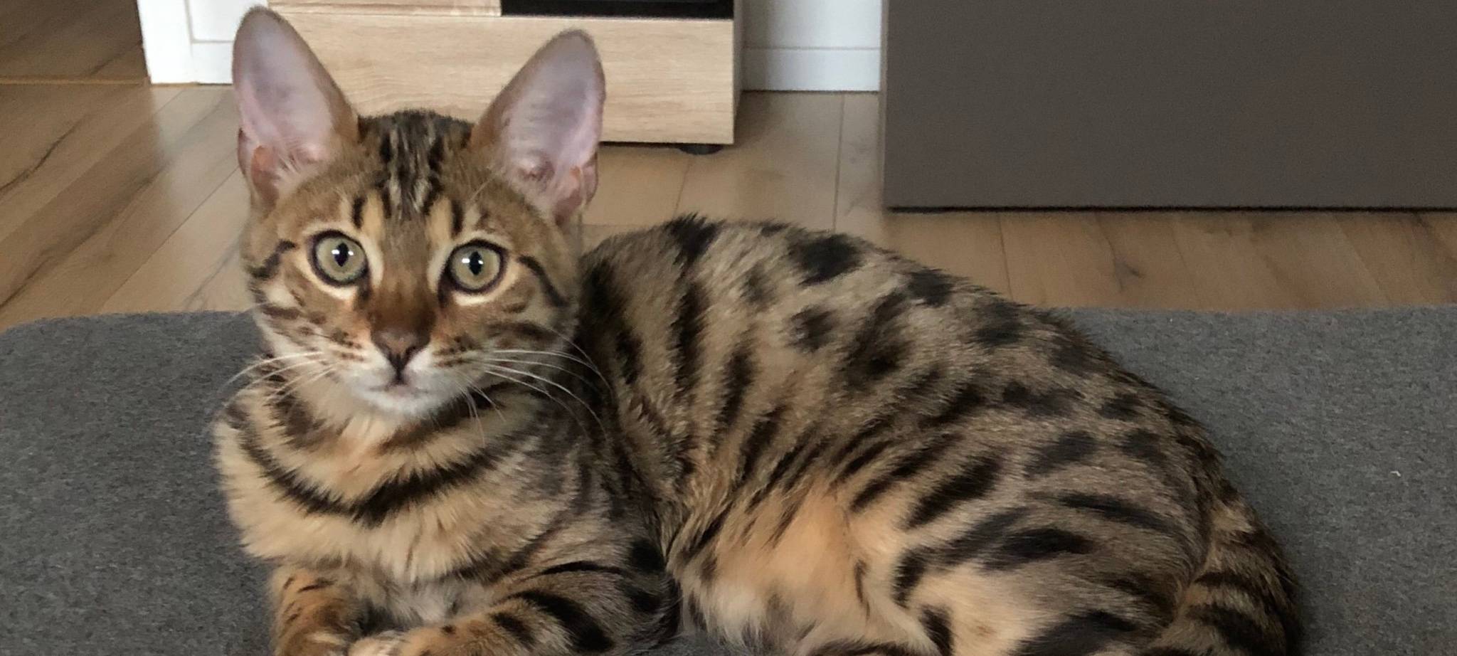 Junger Kater in Solingen Wald vermisst