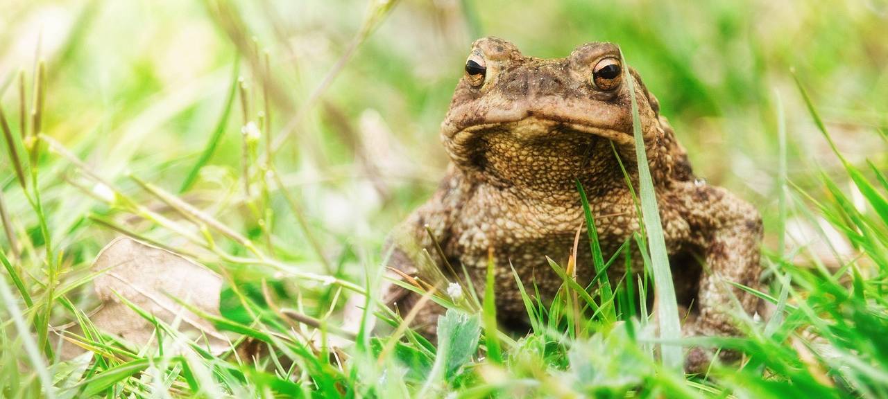 Solingen: Helfer für Amphibienwanderung gesucht