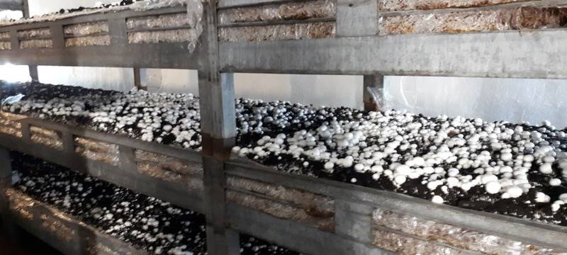 Champignon-Zucht Marseille in Leichlingen