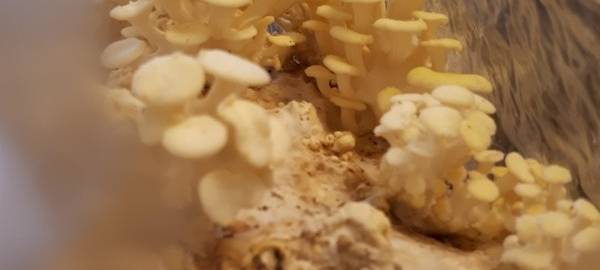 Champignon-Zucht Marseille in Leichlingen