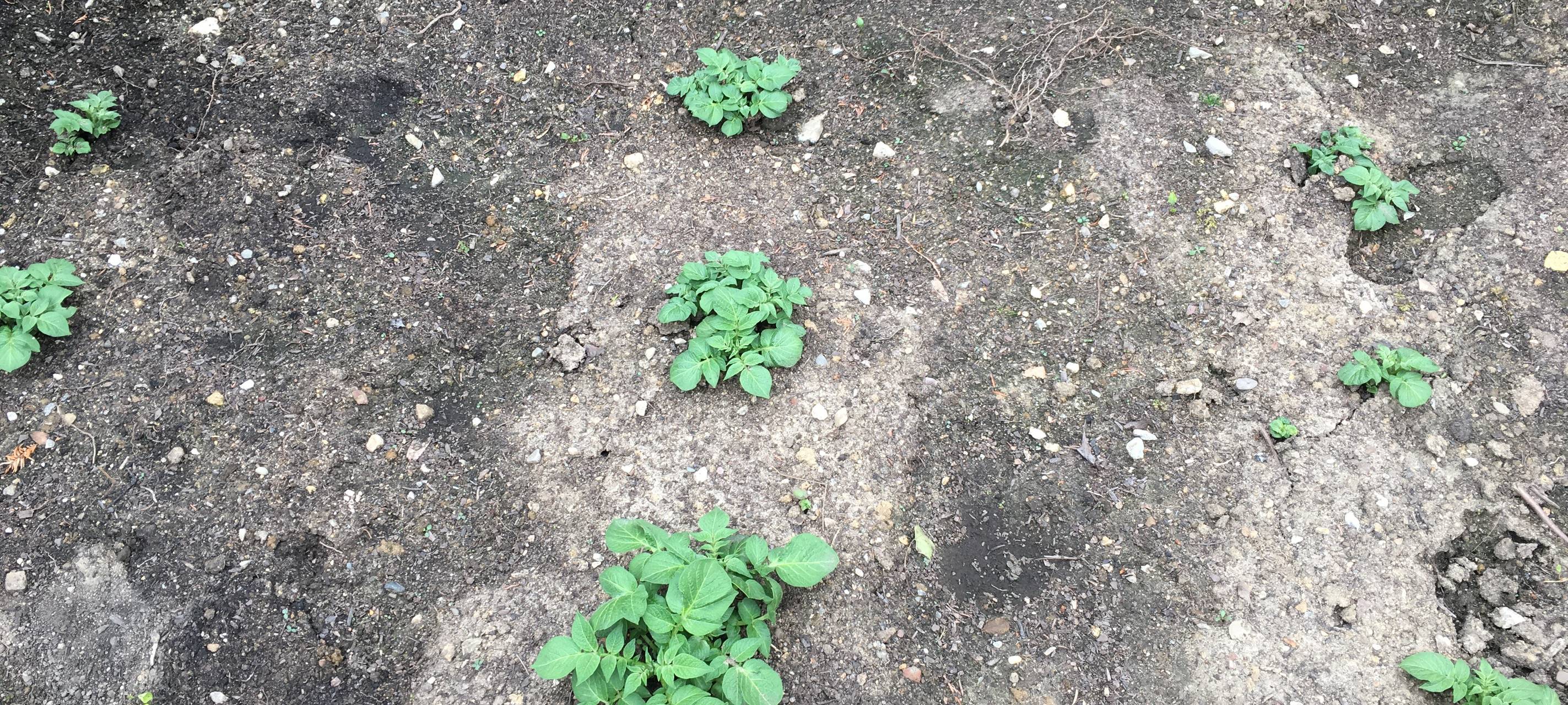 Die Kartoffeln wachsen - und jetzt?