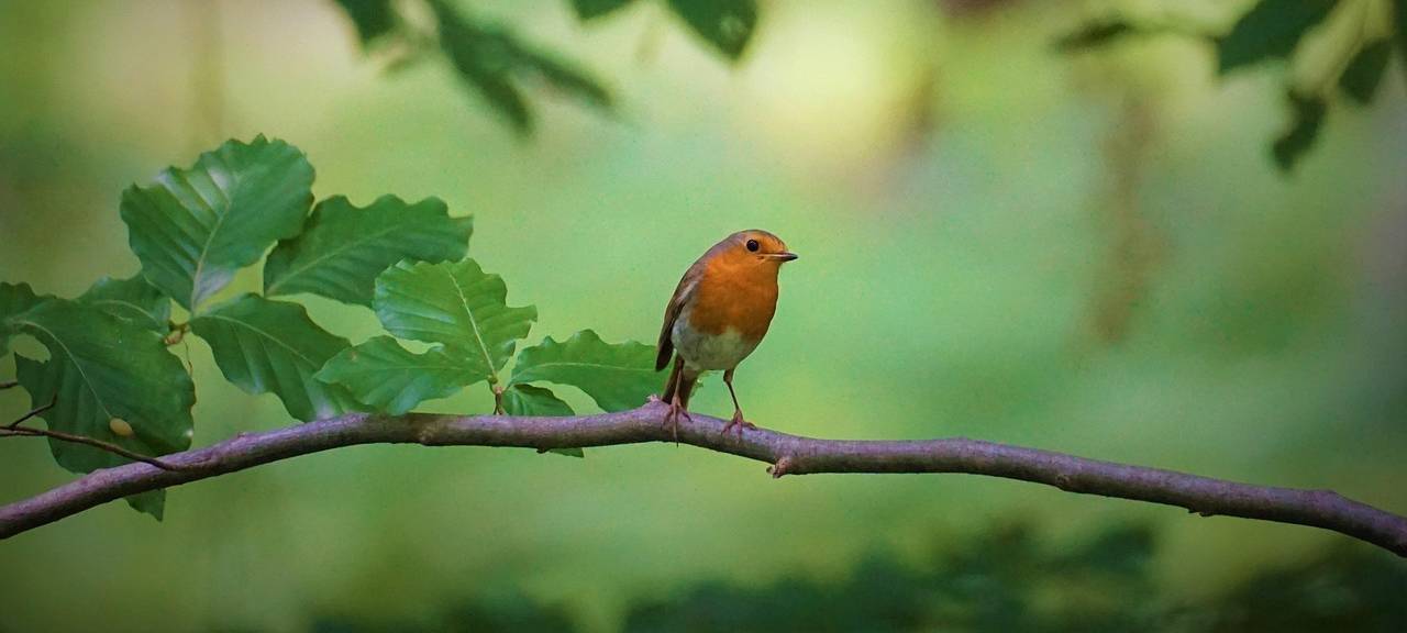 Stadt Solingen pflanzt Rekordzahl an Bäumen