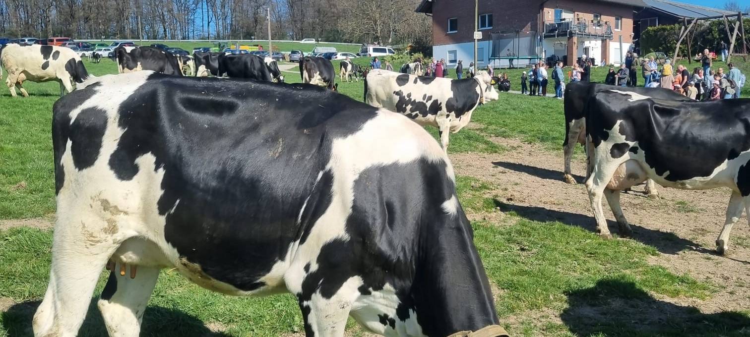 Wenn Kühe vor Freude hüpfen: Weideaustrieb in Wermelskirchen