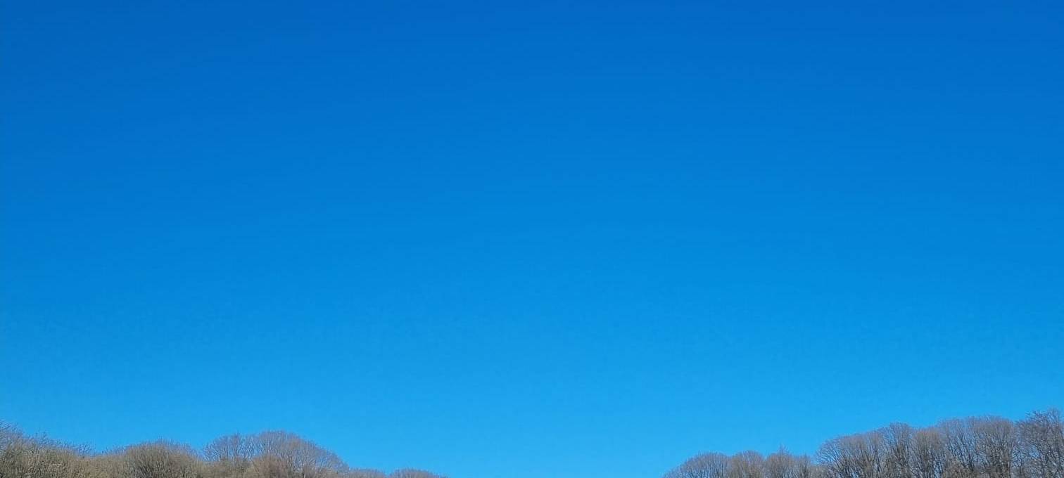 Wenn Kühe vor Freude hüpfen: Weideaustrieb in Wermelskirchen