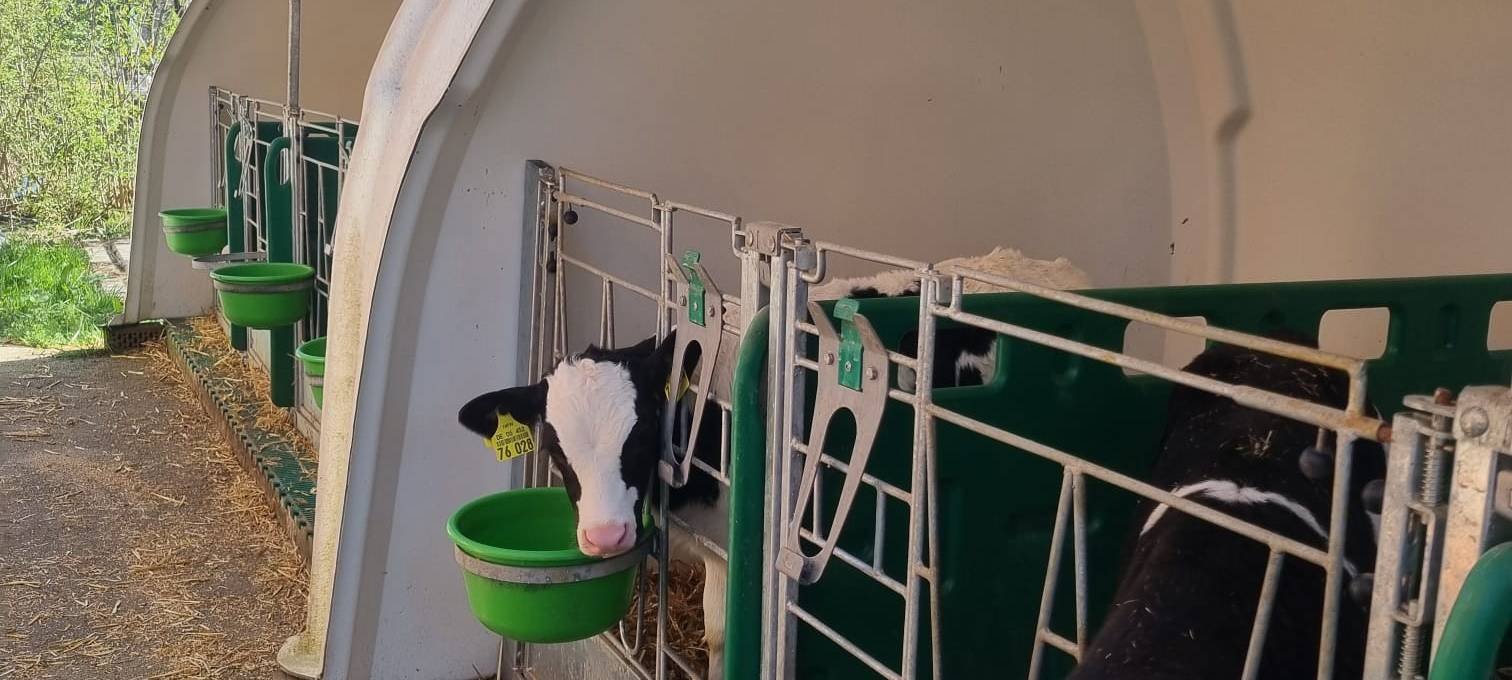 Wenn Kühe vor Freude hüpfen: Weideaustrieb in Wermelskirchen