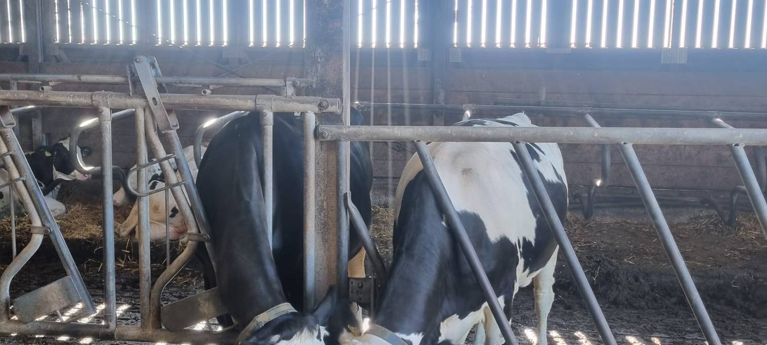 Wenn Kühe vor Freude hüpfen: Weideaustrieb in Wermelskirchen