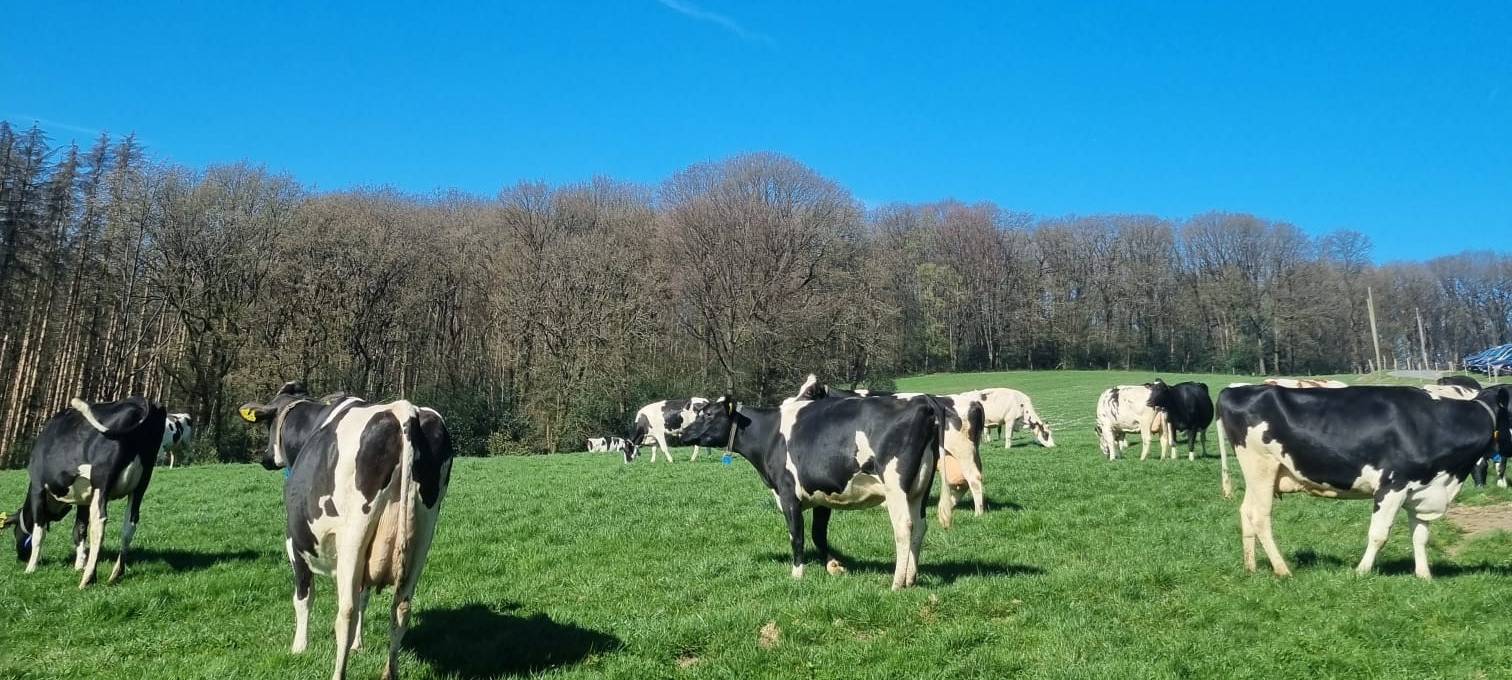 Wenn Kühe vor Freude hüpfen: Weideaustrieb in Wermelskirchen