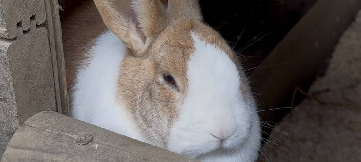 Osterstimmung in der Fauna