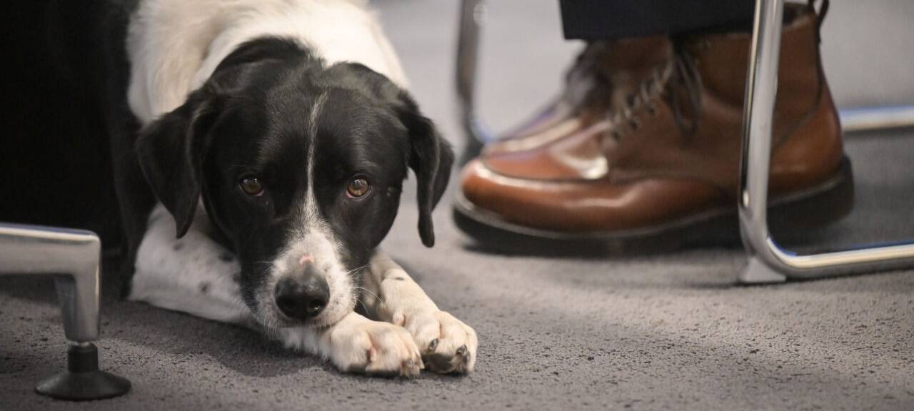 Hund Pepe liegt während einer Pressekonferenz neben den Füßen seines Besitzers. Die Ressorts der nordrhein-westfälischen Landesregierung gehen sehr unterschiedlich mit Hunden am Arbeitsplatz um.