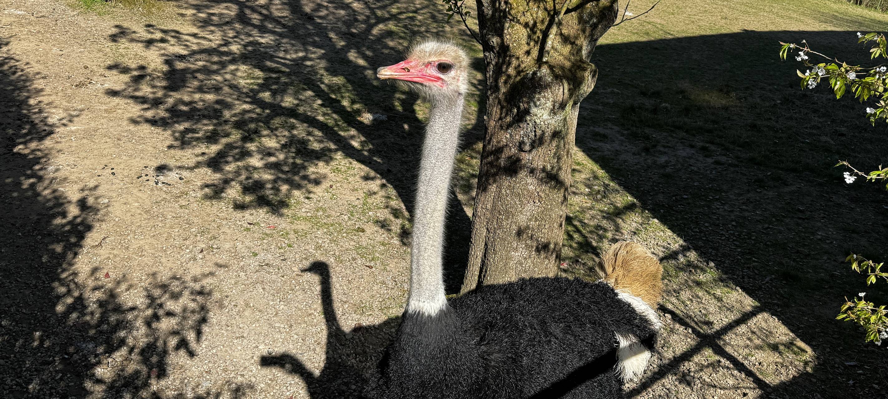 Ostereierei auf der Straußenfarm
