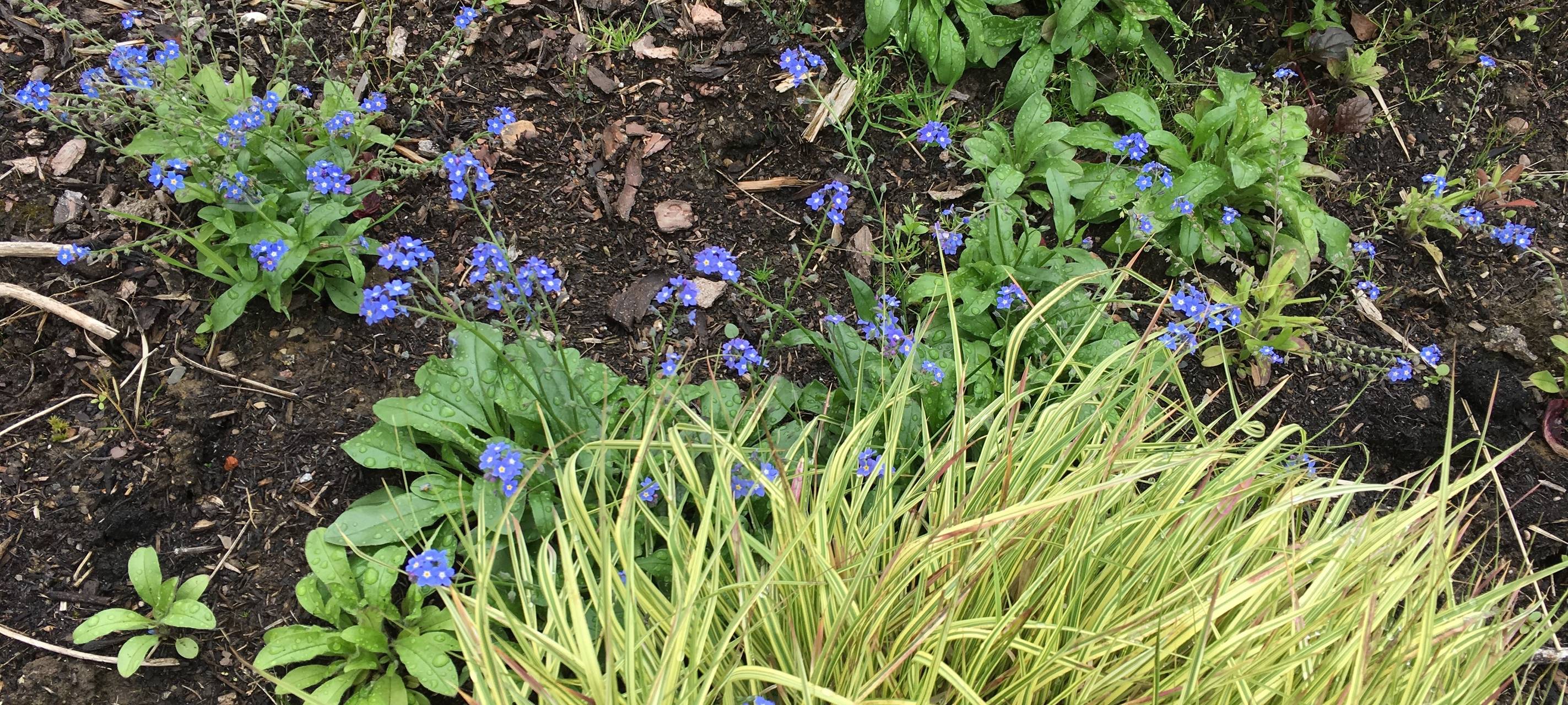 Wildblumen im Vorgarten