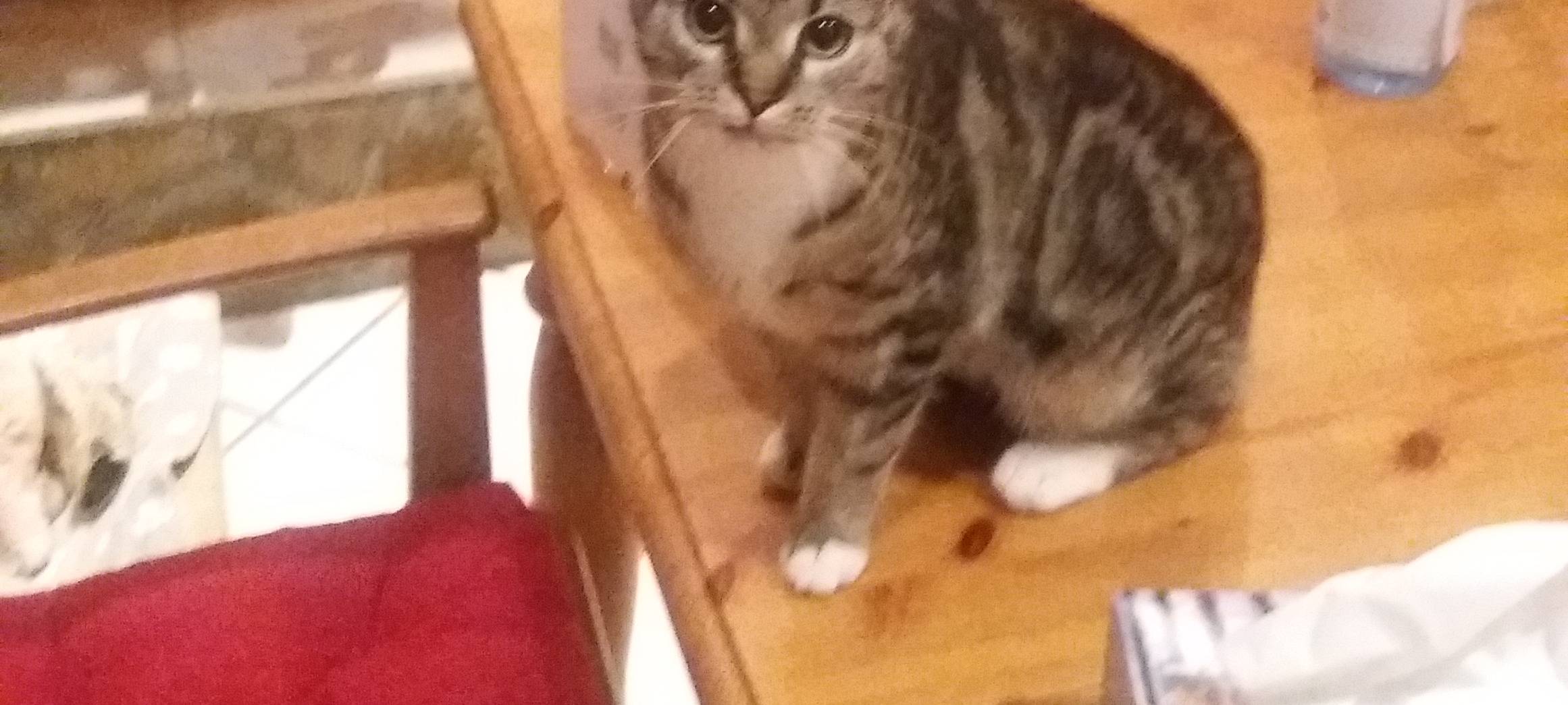 Katze Lilli in Solingen-Gräfrath entlaufen