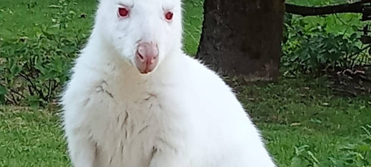 Fauna: Silvester ist Herausforderung für die Tiere