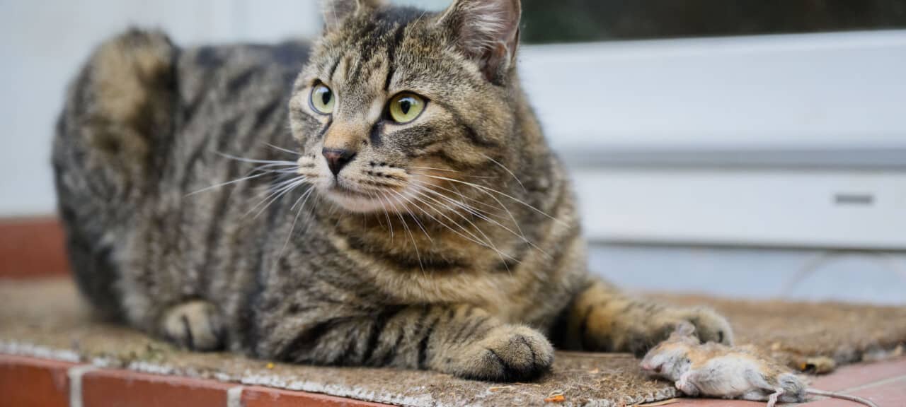Eine Katze spielt mit einer zuvor gefangenen Maus in einem Garten in der Region Hannover. Das Katz-und-Maus-Spiel endete für das kleine Nagetier tödlich.