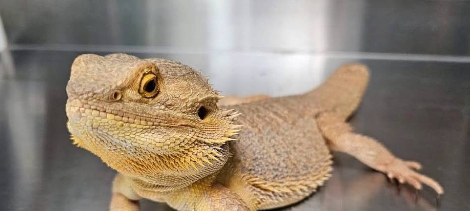 Unbekannter hat Bartagamen an der Fauna ausgesetzt