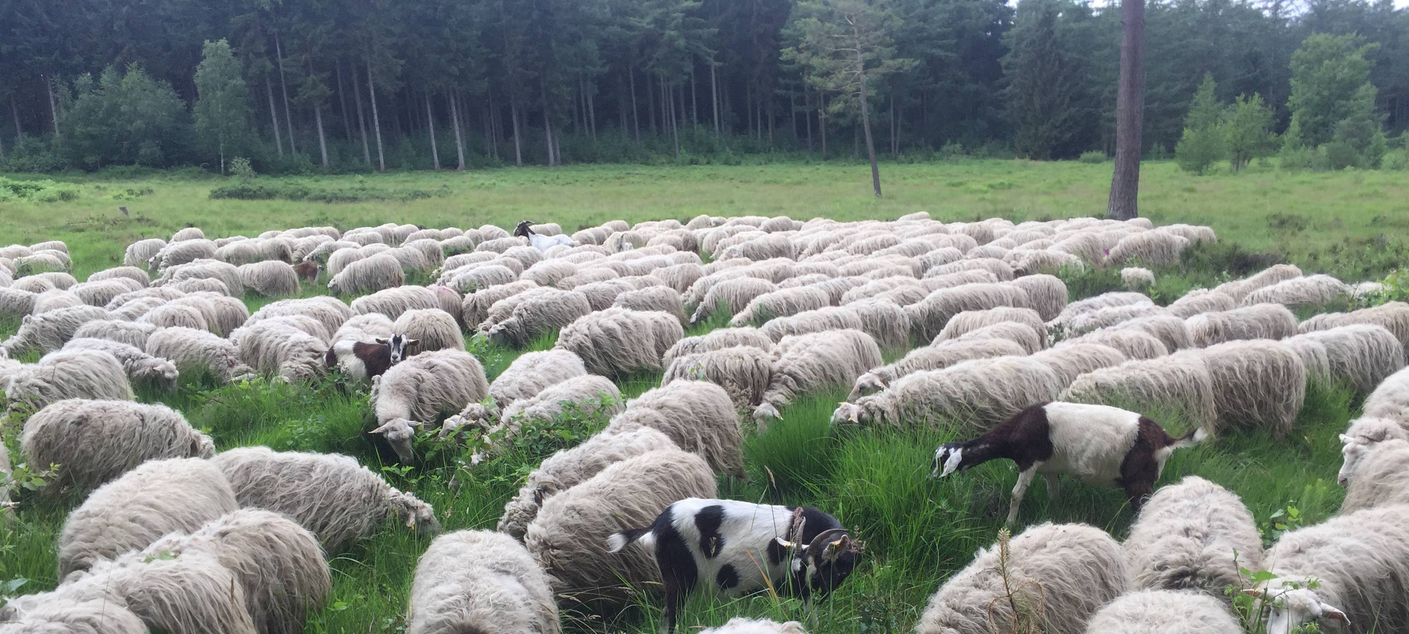 Schafe sind zurück in der Ohligser Heide