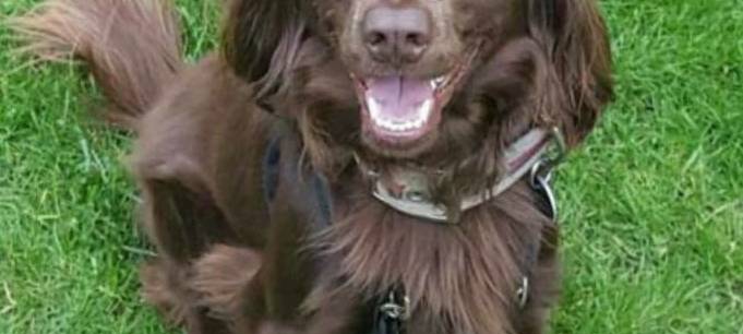 Hund Barnaby in Solingen Aufderhöhe entlaufen