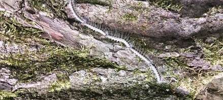 Giftige Raupen noch nicht zurück in Remscheid und Solingen