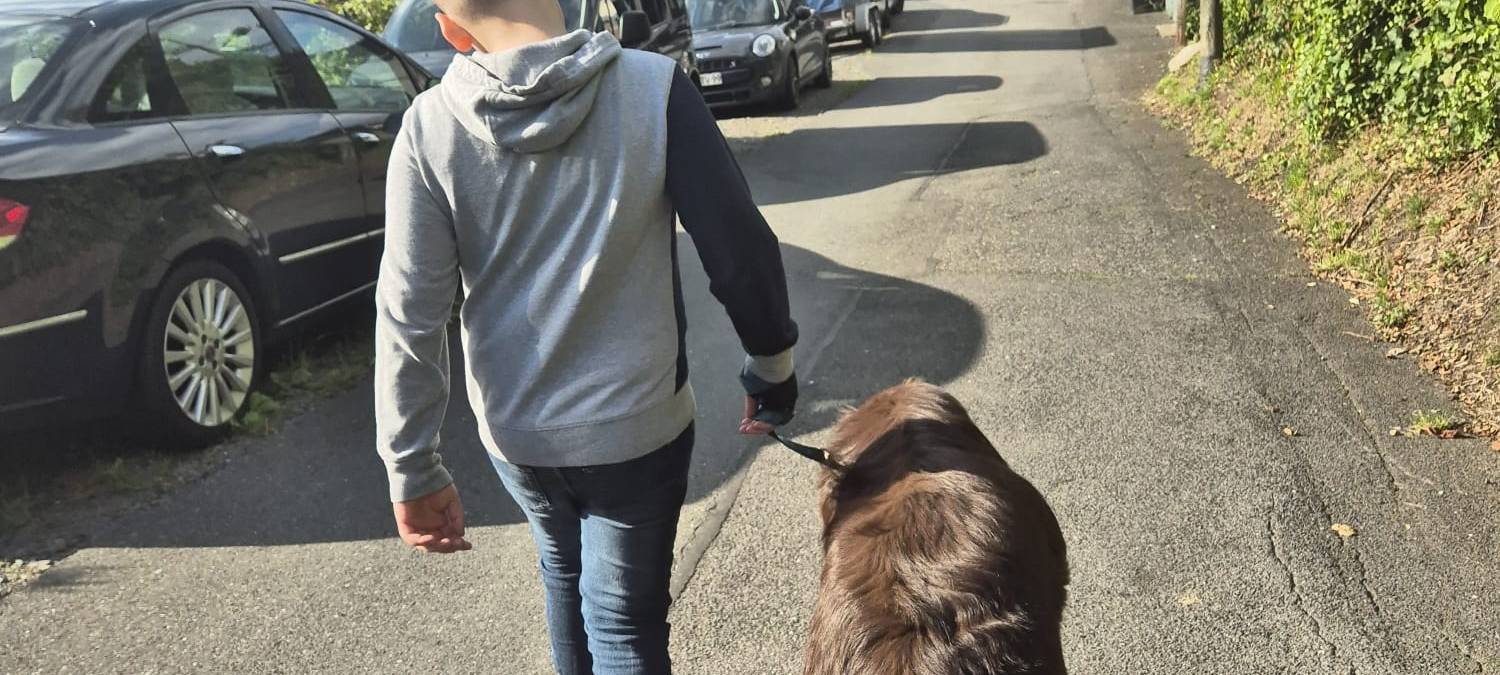 Familie sucht Betreuer für Neufundländer