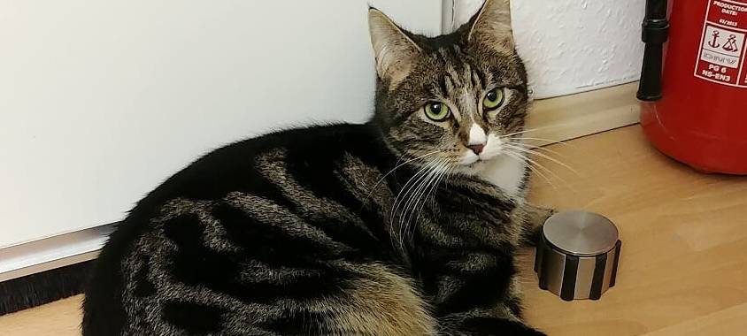 Kater Micky in Solingen vermisst