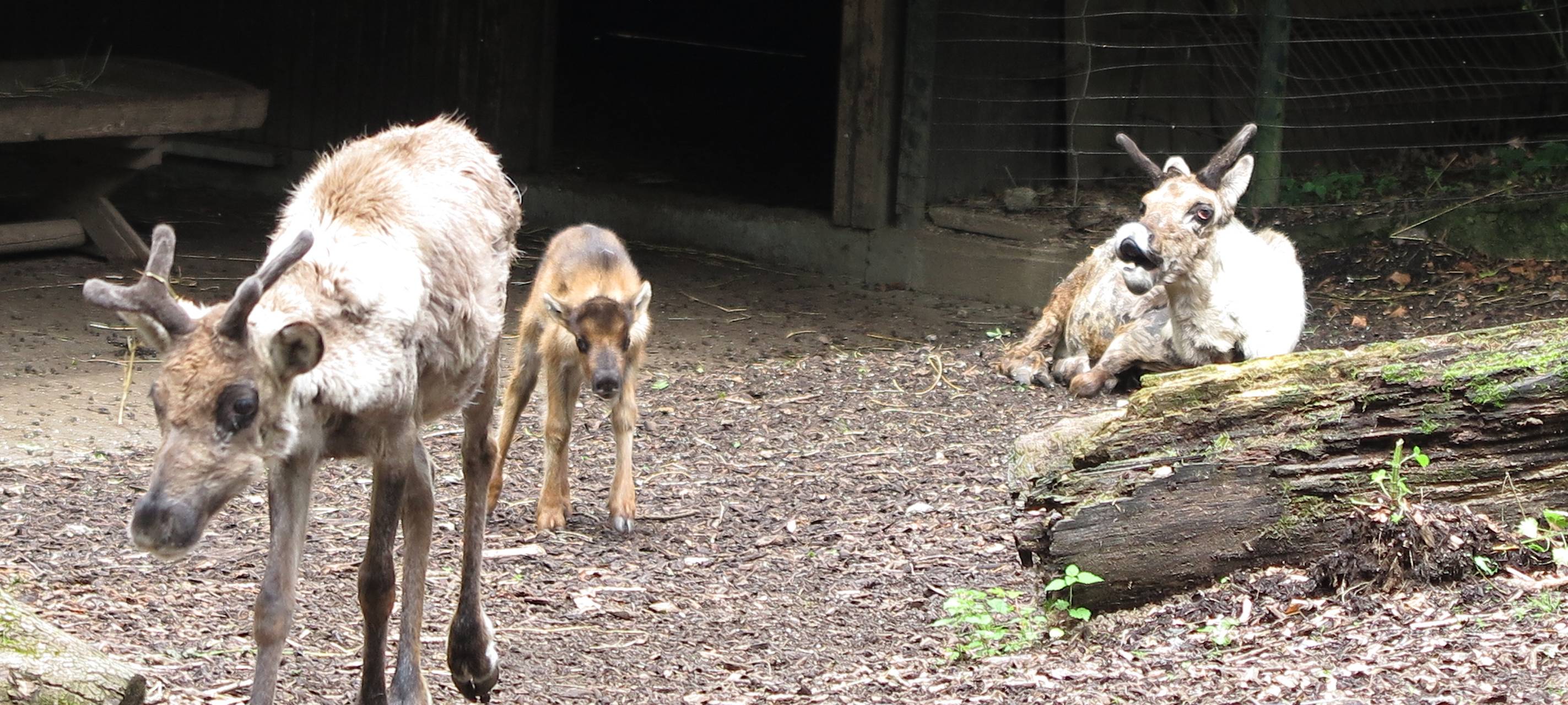 Nachwuchs im Zoo