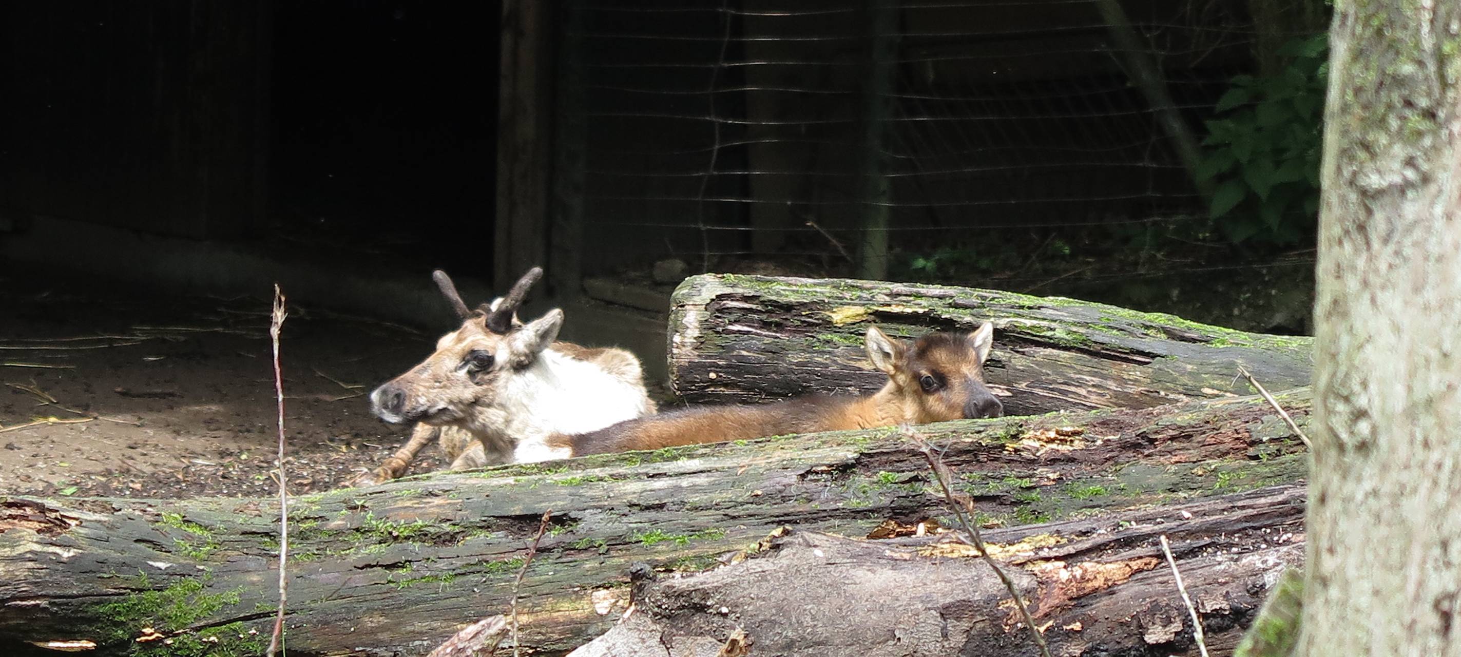 Nachwuchs im Zoo
