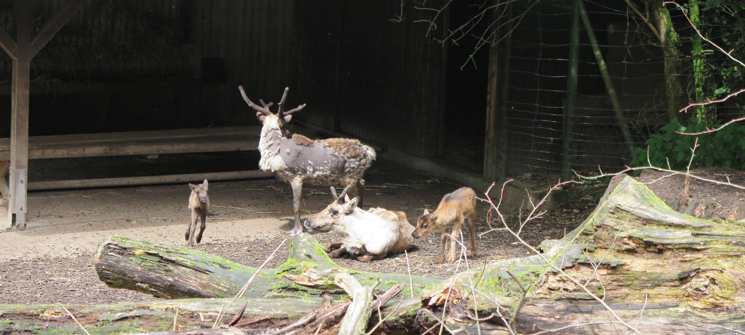 Nachwuchs im Zoo