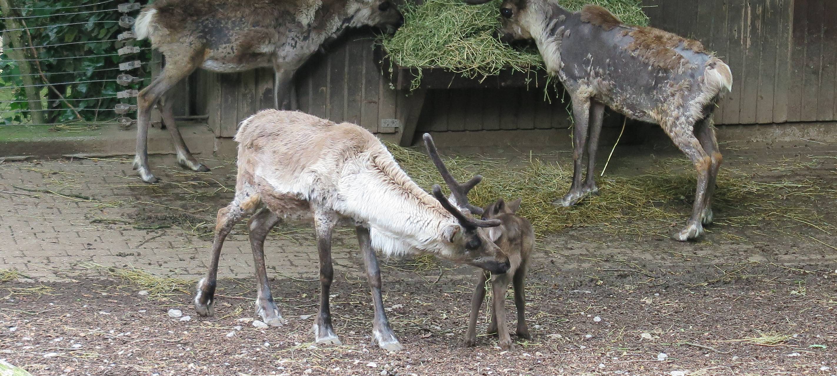 Nachwuchs im Zoo
