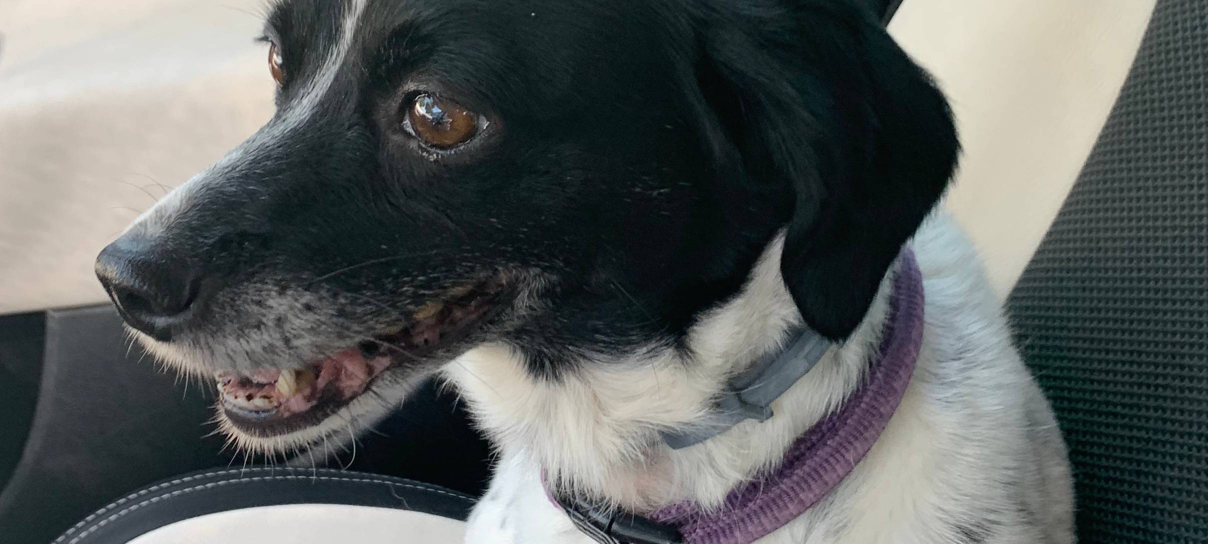 Viele neue Hundebesitzer durch Corona