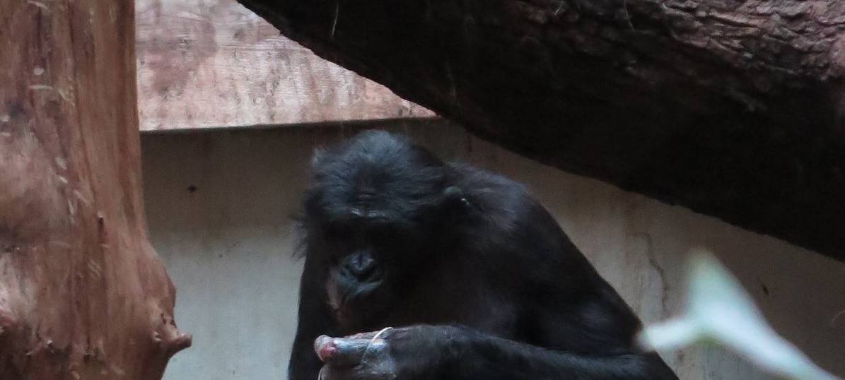 Wuppertaler Zoo reagiert auf Kritik an Bonobo-Haltung