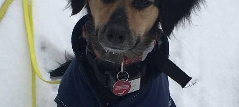 Pepper wird vermisst